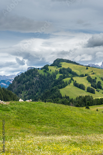 Alpe di Siusi  Seiser Alm with Sassolungo Langkofel Dolomite  a herd of sheep grazing on a lush green field