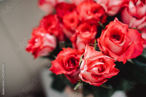 Floral background of blooming roses  Living coral color - color of the 2019 year  close-up. Big beautiful roses bouquet as gift for wedding  happy birthday  happy mother s day. Fresh blooming flowers.