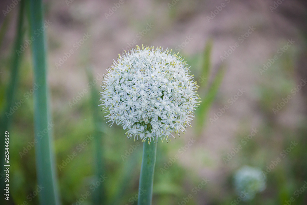 white unblown garden flower and blurred background white unblown garden flower and blurred background