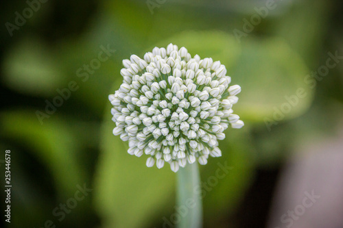 white unblown garden flower and blurred background