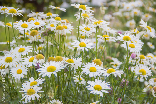 Beautiful field of Chamomiles background