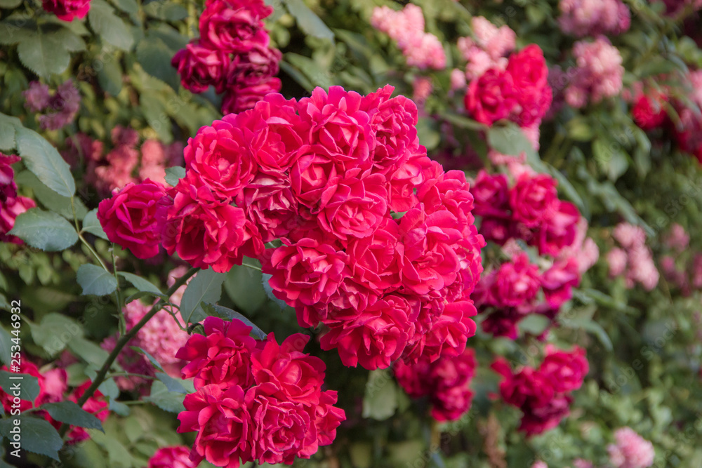 Colorful spray roses in the garden background Colorful spray roses in the garden background