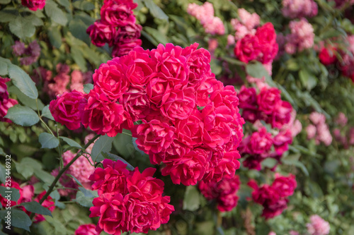 Colorful spray roses in the garden background