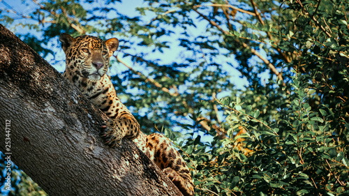 Big Five Jaguar Pantanal Brazil Safari Leopard Resting on Tree Wild Animal Watching