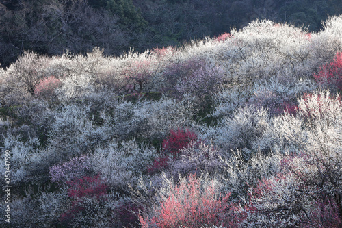 朝日の梅林 photo