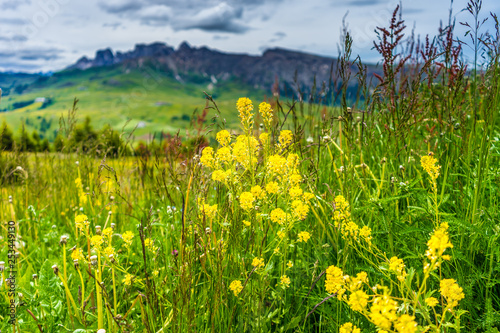 Alpe di Siusi, Seiser Alm with Sassolungo Langkofel Dolomite, a yellow flower in a field