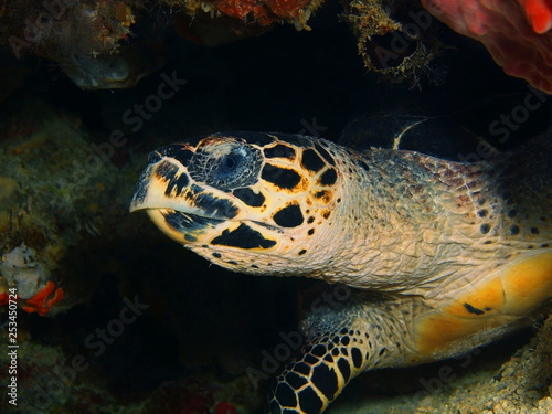 The amazing and mysterious underwater world of Indonesia  North Sulawesi  Bunaken Island  sea turtle