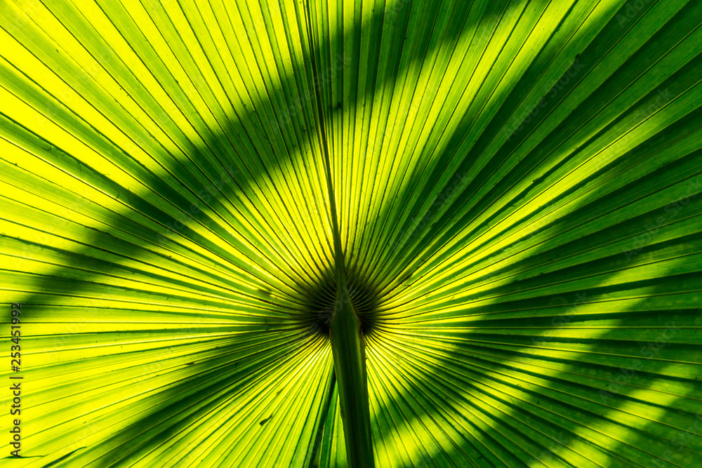 Fototapeta premium Background of nature