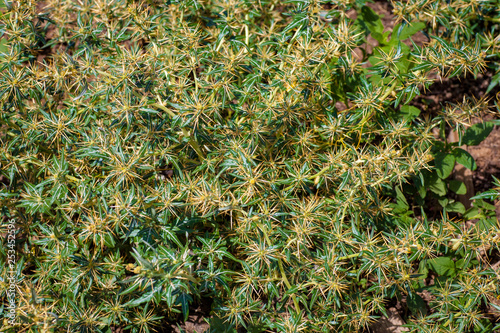 Xanthium spinosum yellow