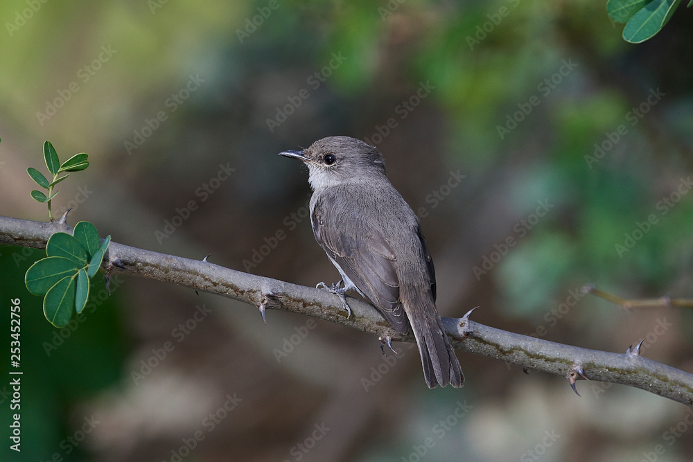Swamp flycatcher (Muscicapa aquatica) Swamp flycatcher (Muscicapa aquatica)