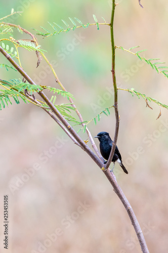 Black bird, A male Pied Bushchat.(Saxicola caprata) photo