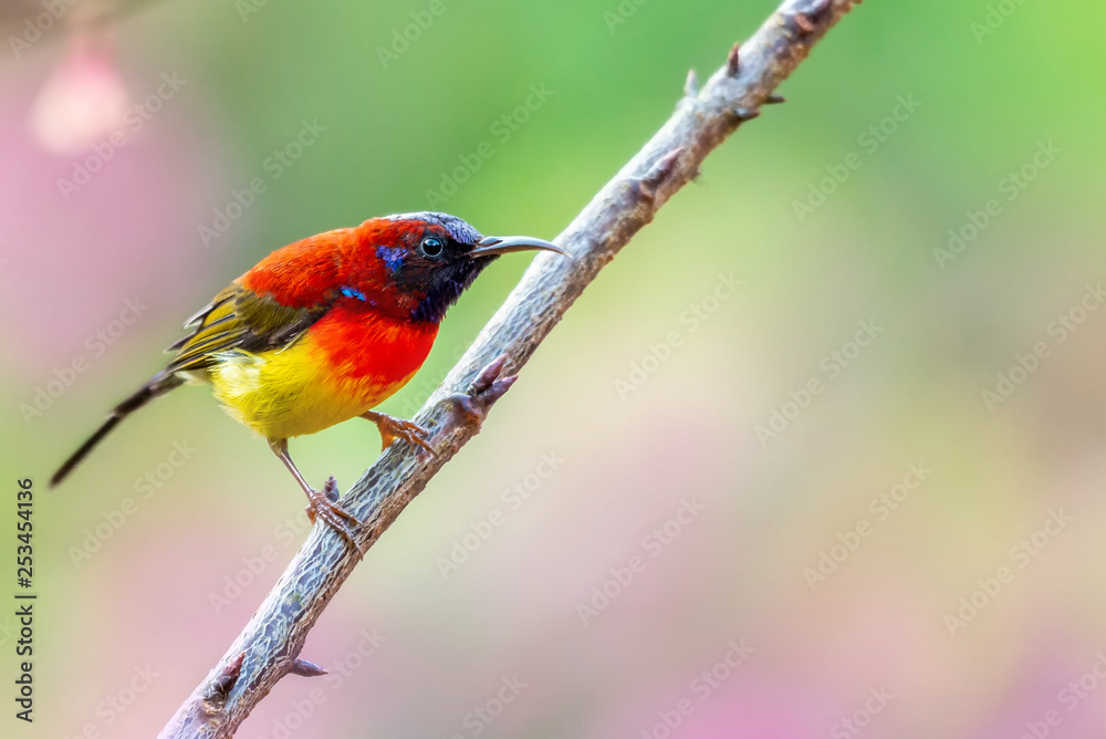 Beautiful bird, Mrs. Gould's Sunbird; Aethopyga gouldiae Male Birds of Thailand. Bird on Cherry Blossom.. Beautiful bird, Mrs. Gould's Sunbird; Aethopyga gouldiae Male Birds of Thailand. Bird on Cherry Blossom..