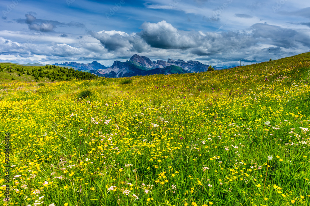 Alpe di Siusi, Seiser Alm with Sassolungo Langkofel Dolomite, a yellow flower is standing on a lush green field