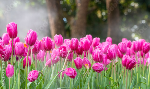 Fototapeta Naklejka Na Ścianę i Meble -  Pink and orange tulip flowers in the garden