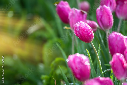 Pink tulip flowers in the garden with sun light