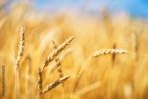 Close up of wheat ears. Golden wheat field over blue sky at sunny day.