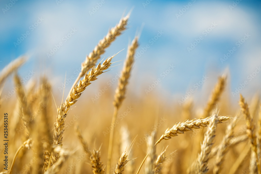 Close up of wheat ears. Golden wheat field over blue sky at sunny day. Close up of wheat ears. Golden wheat field over blue sky at sunny day.