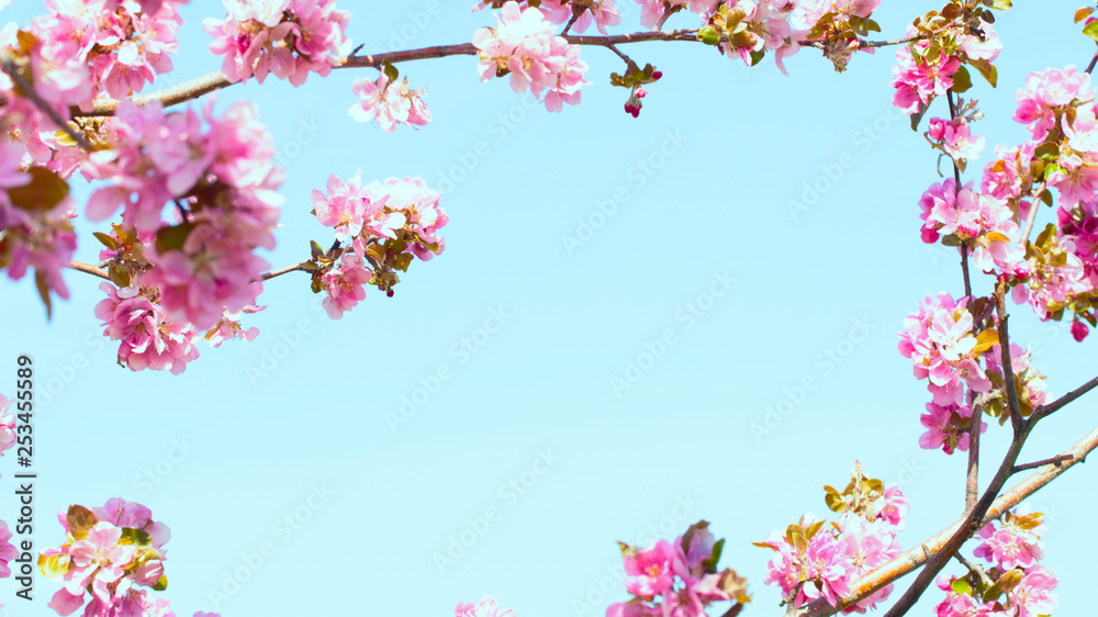 Flowering of the apple tree. Spring background of blooming flowers. White and pink flowers. Beautiful nature scene with a flowering tree. Spring flowers. Beautiful garden. Abstract blurred background