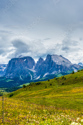 Alpe di Siusi, Seiser Alm with Sassolungo Langkofel Dolomite, a large mountain in the background