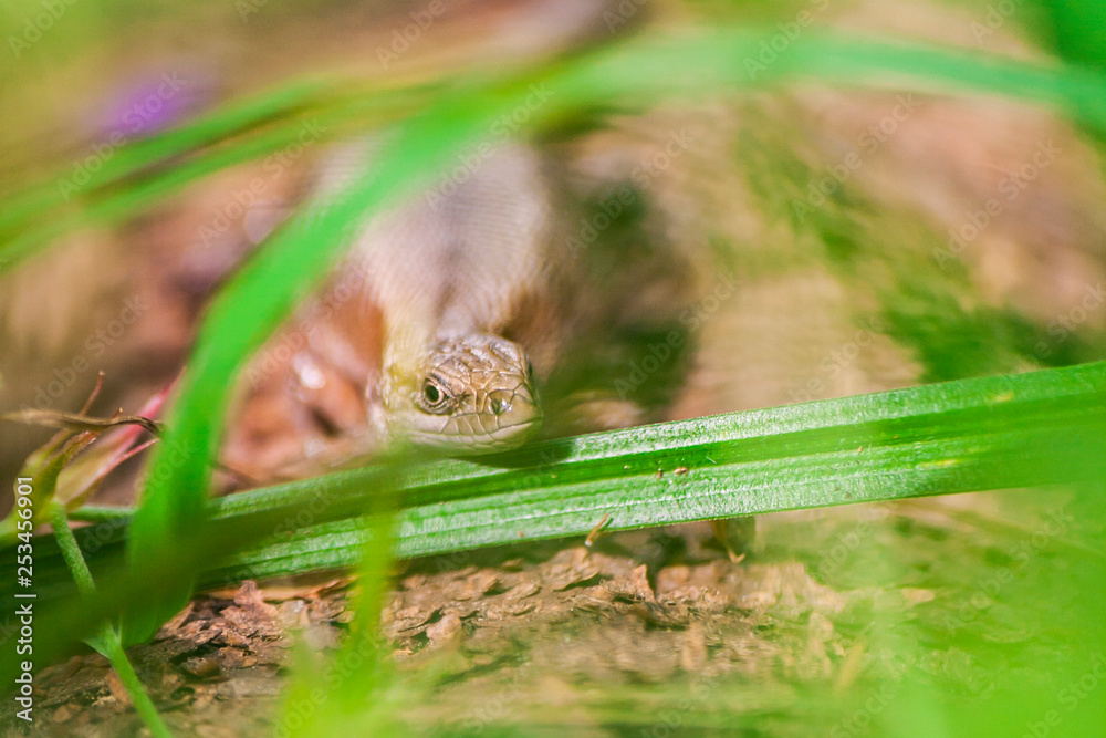 Obraz premium Lizard in the grass. Macro shot of a reptile in the wild. Flora and fauna. Beautiful natural background. Reptile close up.