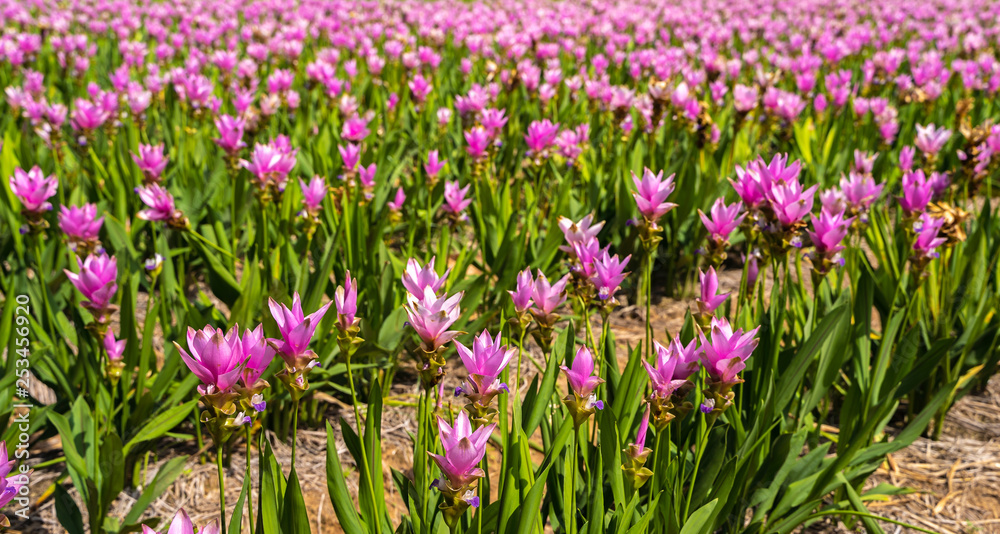 Pink Siam Tulip or Curcuma sessilis flower in Thailand (Curcuma sessilis Gage, Curcuma aeruqinosa Roxb)