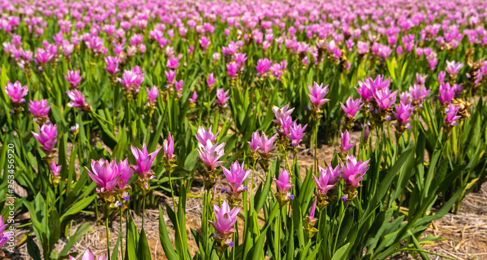 Pink Siam Tulip or Curcuma sessilis flower in Thailand (Curcuma sessilis Gage, Curcuma aeruqinosa Roxb) Pink Siam Tulip or Curcuma sessilis flower in Thailand (Curcuma sessilis Gage, Curcuma aeruqinosa Roxb)