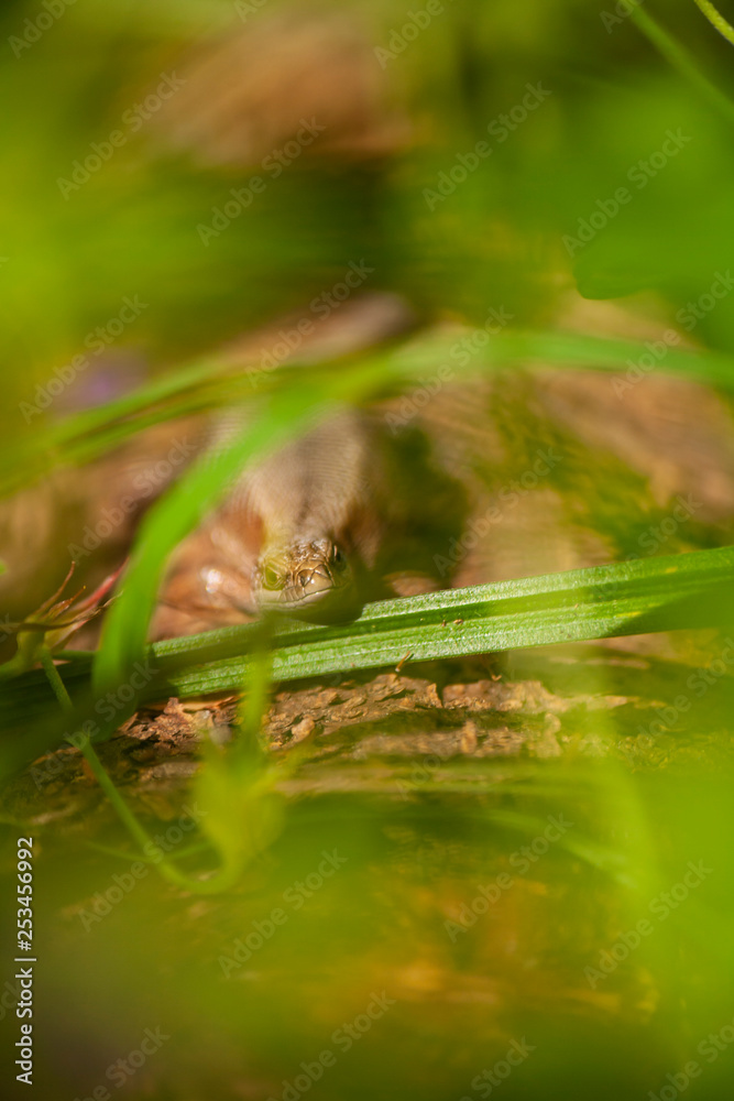 Obraz premium Lizard in the grass. Macro shot of a reptile in the wild. Flora and fauna. Beautiful natural background. Reptile close up.