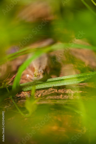 Lizard in the grass. Macro shot of a reptile in the wild. Flora and fauna. Beautiful natural background. Reptile close up.