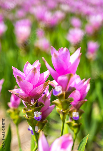 Pink Siam Tulip or Curcuma sessilis flower in Thailand  Curcuma sessilis Gage  Curcuma aeruqinosa Roxb 