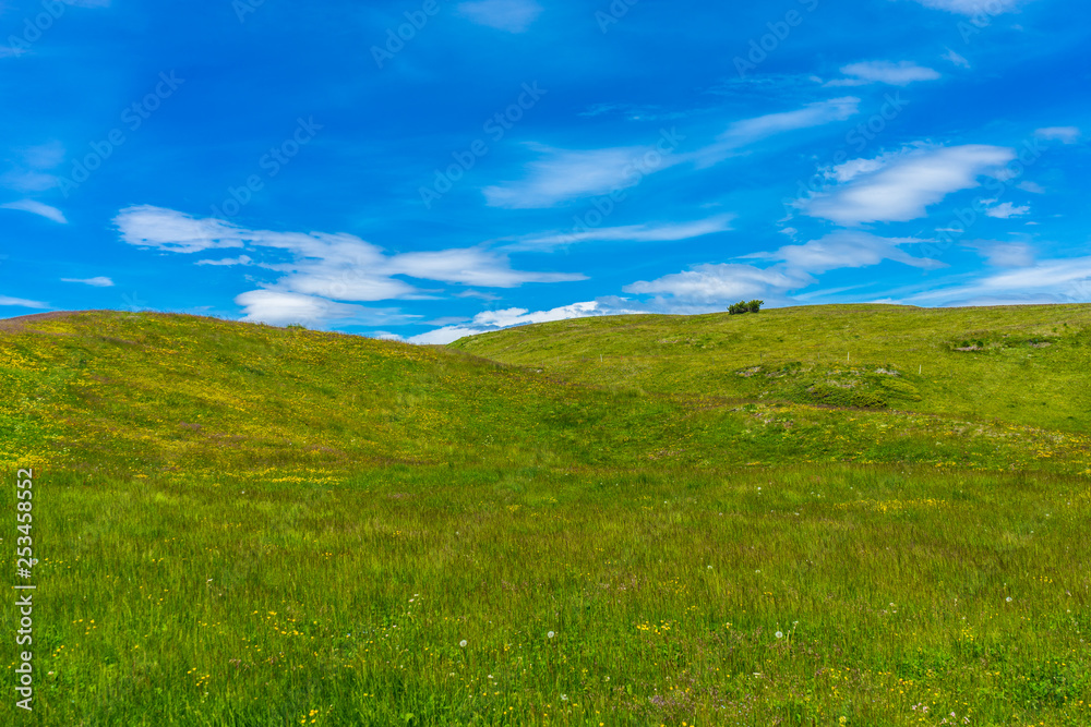 Alpe di Siusi, Seiser Alm with Sassolungo Langkofel Dolomite, a close up of a lush green field