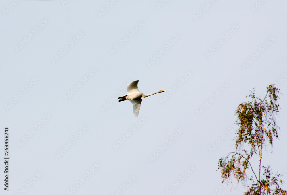 Obraz premium White swan flying in a blue cloudy sky, Finland.
