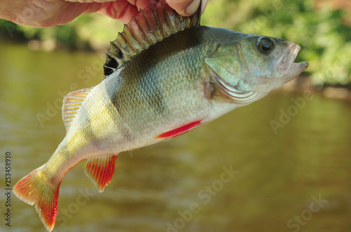 River European perch in the hand of the angler.