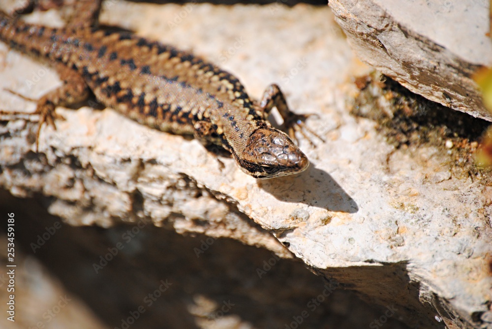 Lézard Lézard