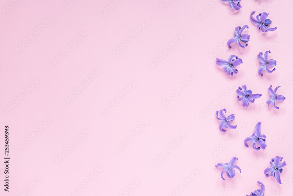 Floral beautiful pastel pink background. Purple small flowers of Hyacinth. Flat lay, top view, copy space