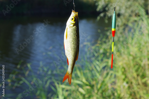 Fish rudd hanging on a hook on the background of the river.