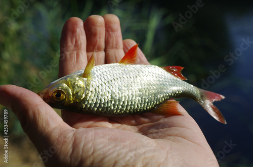 Fish rudd in fisherman's hand.