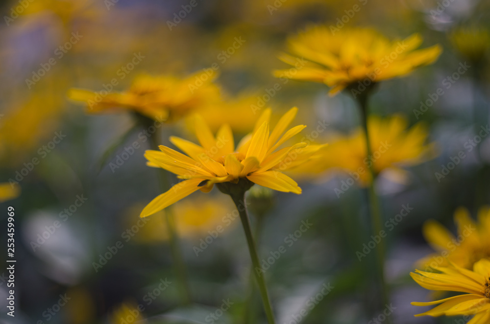 Yellow flower closeup on a blurred background