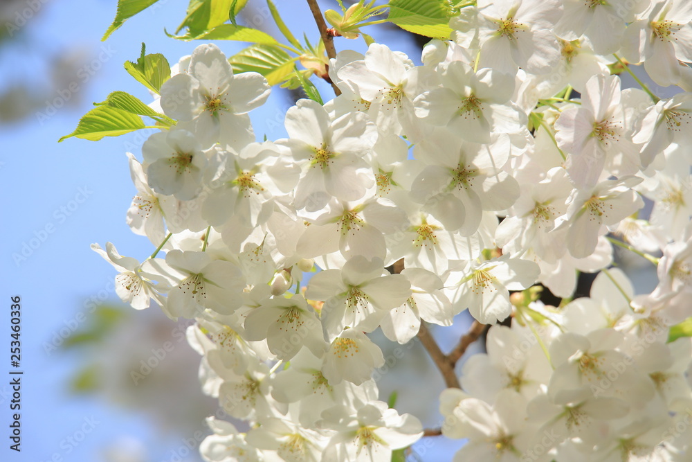 満開のカスミザクラ　Cherry Blossoms in full bloom (Kasumizakura)	
