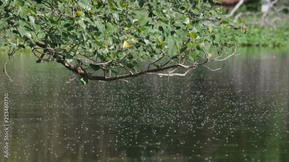 a lot of small insects are living over the water surface under the tree a lot of small insects are living over the water surface under the tree