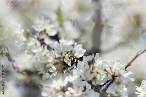 Spring flowering of trees with white flowers in the garden on a sunny, bright day