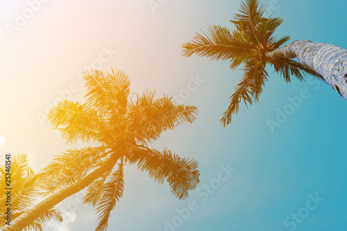 Coconut palm tree beach summer concept photo