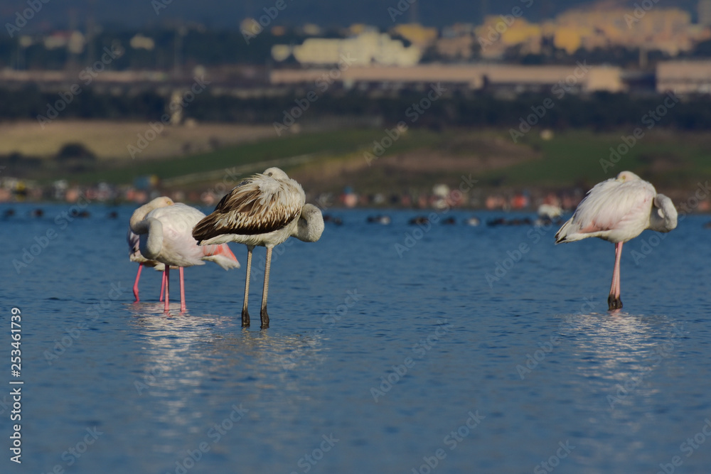 wild flamingos in the wild conservation area