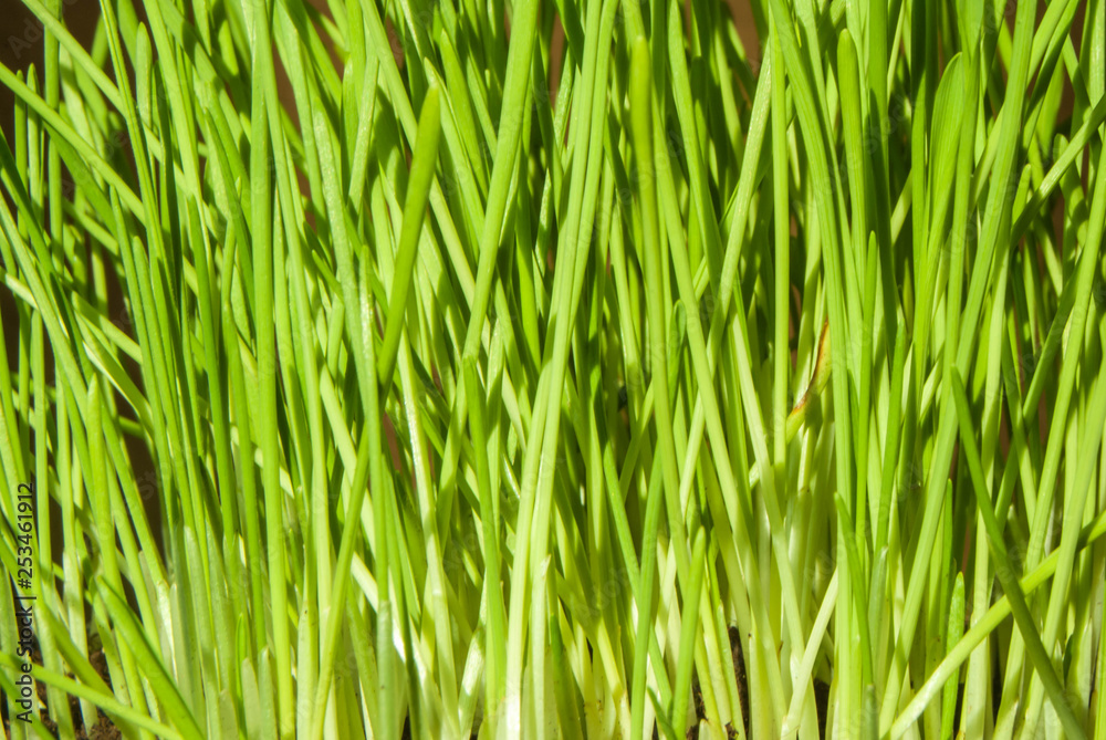 young green grass at home in a flower pot as an element of decor and vitamins for a cat young green grass at home in a flower pot as an element of decor and vitamins for a cat