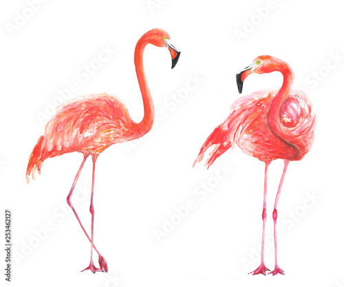  Flamingo watercolor illustration bird tropics jungle pink