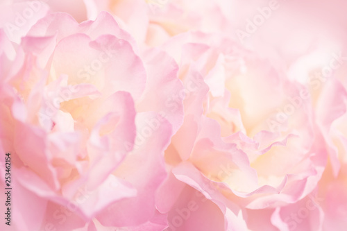 Delicate background with a rose. Pastel background  calm colors. Place to insert text. For card and banner. Sweet color roses in soft style for background