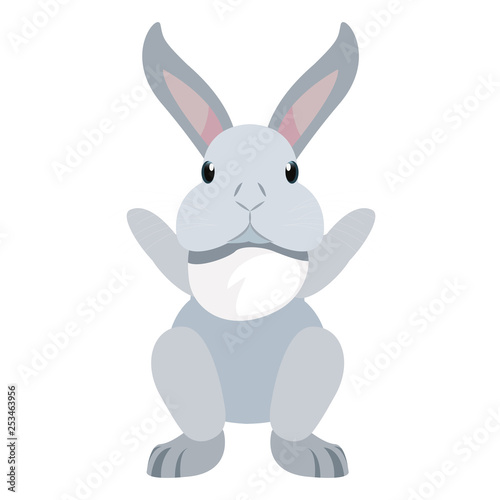 cute rabbit animal