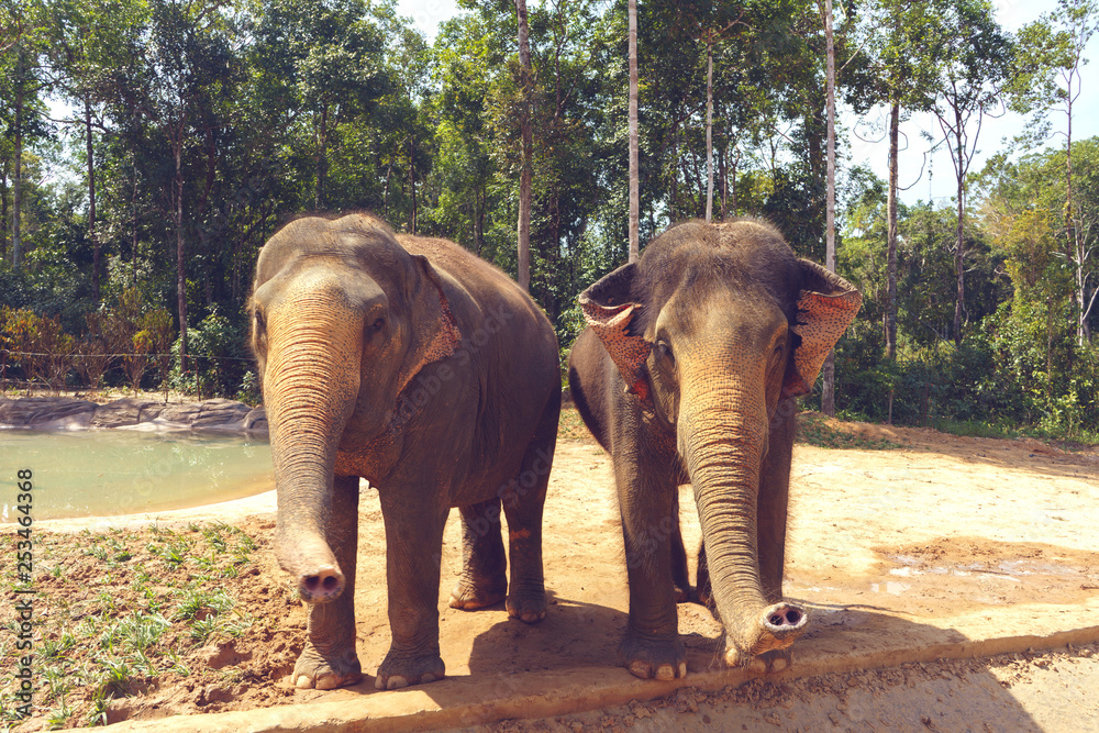Obraz premium elephant in zoo