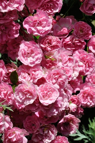 Fototapeta Naklejka Na Ścianę i Meble -  Pink Rose