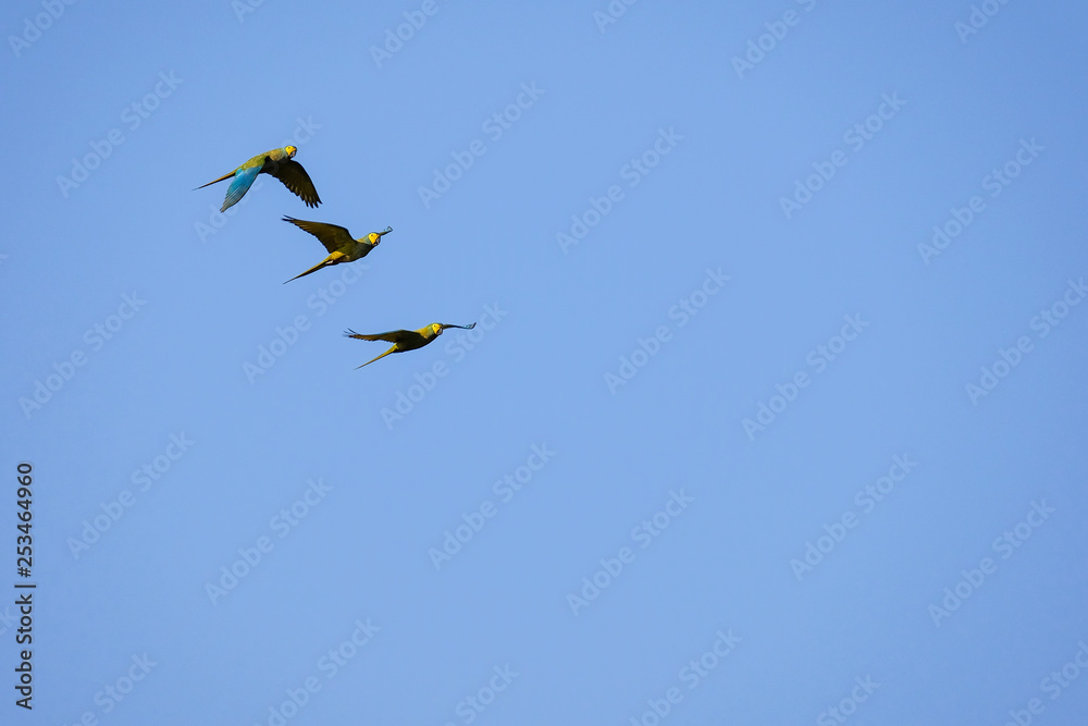 Flying Red-bellied Macaw, Orthopsittaca Manilata, Lagoa Das Araras, Bom Jardim, Nobres, Mato Grosso, Brazil Flying Red-bellied Macaw, Orthopsittaca Manilata, Lagoa Das Araras, Bom Jardim, Nobres, Mato Grosso, Brazil