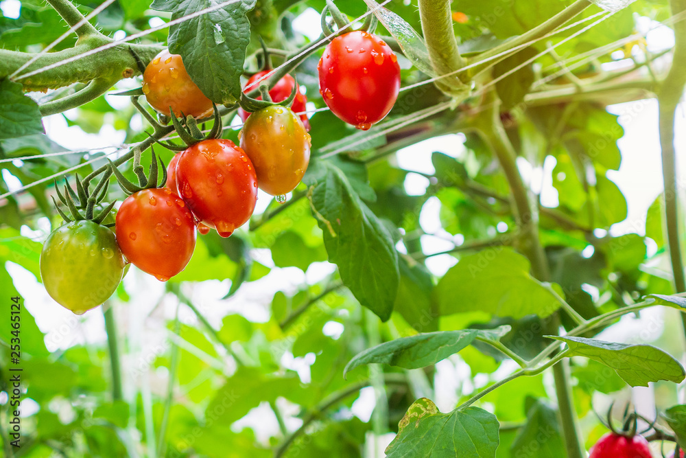 Fresh ripe red tomatoes plant growth in organic greenhouse garden ready to harvest